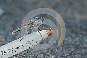 side view of sand robberfly