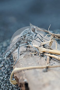 side view of sand robberfly