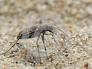 Side View Of A Sand Tiger Beetle