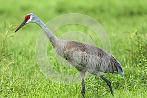 Side view of sandhill crane.