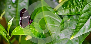 Side view of a sara longwing butterfly, tropical insect specie from the amazon basin of America