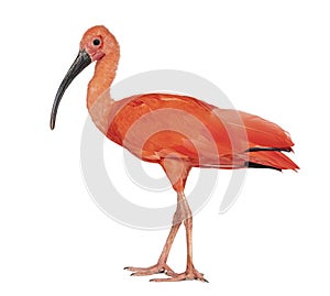 Side view of a Scarlet ibis looking at the camera, Eudocimus ruber, Isolated on white