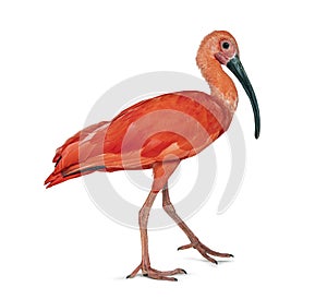 Side view of a Scarlet ibis walking away, Eudocimus ruber, Isolated on white