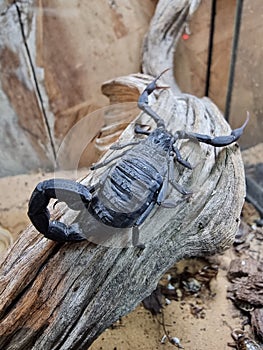 side view of scorpion with walking on desert sand