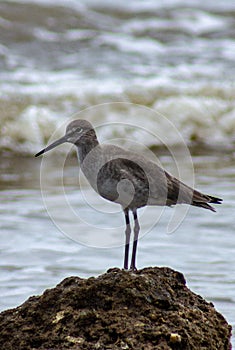 Side view of seabird standing on a rock with waves breaking in the background