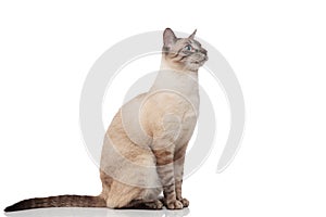 Side view of seated burmese cat with blue eyes