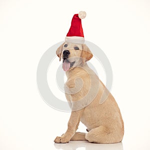 Side view of a seated little labrador retriever santa claus puppy