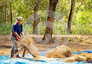 Side view of senior man work with local tools to get rice grain and use traditional method for working in concept of Asian famer