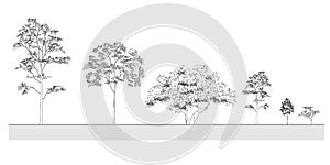 Side view, set of graphics trees elements outline symbol for architecture and landscape design drawing. Vector illustration photo