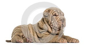Side view of a Shar Pei puppy lying down, dozing,