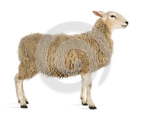 Side view of a Sheep