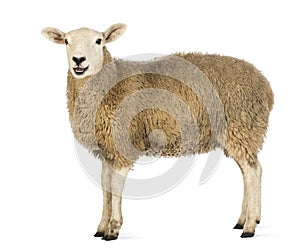 Strana z ovce pozerá na 
