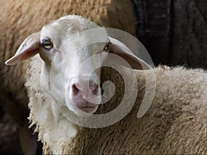 Side view of a sheep`s head.