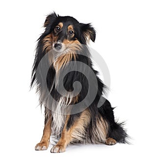 Side view of Sheltie dog, sitting