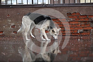 Side view at a shepherd dog sniffing road in city