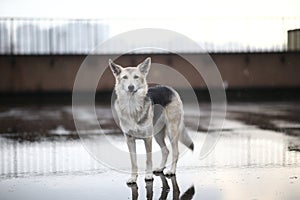 Side view at a shepherd dog sniffing road in city