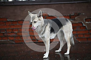 Side view at a shepherd dog sniffing road in city