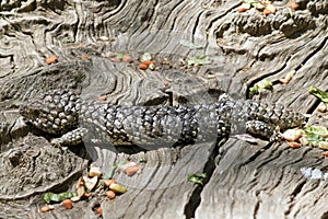 Shingle back lizard aka stumpy tail photo