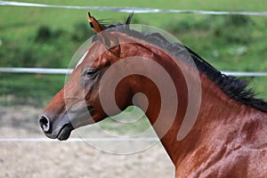 Side view shot of a galloping young arabian horse on pasture