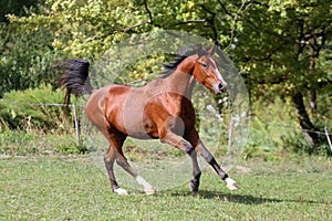 Side view shot of a galloping young arabian stallion on pasture