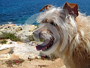 Side view shot of  hairy white dog with its tongue out, at a seashore in Malta