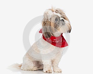 side view of shy shih tzu puppy with red bandana and ponytails looking up