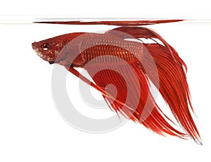 Side view of a Siamese fighting fish, Betta splendens