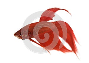 Side view of a Siamese fighting fish, Betta splendens