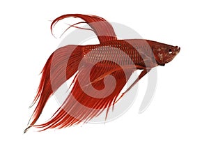 Side view of a Siamese fighting fish, Betta splendens