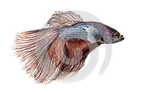 Side view of a Siamese fighting fish, Betta splendens