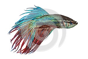 Side view of a Siamese fighting fish, Betta splendens