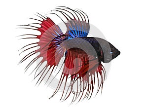 Side view of a Siamese fighting fish, Betta splendens