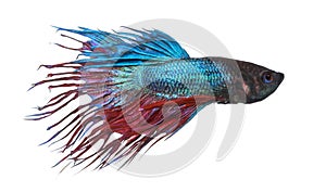 Side view of a Siamese fighting fish, Betta splendens