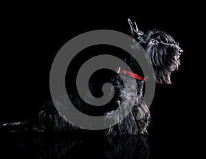 Side view silhouette portrait of a scottish terrier on black