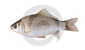 Side view of silver Prussian carp