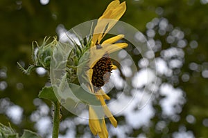 A side view of a simple yellow sunflower head