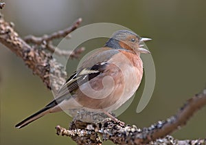 Side view of Singing Chaffinch