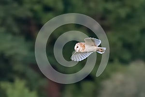 Side view of a single Barn Owl Tyto alba flying, in flight
