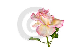 Side view of single beautiful blooming pink rose with green leaves isolated on white background