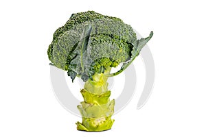 Side view of single fresh broccoli isolated on white background