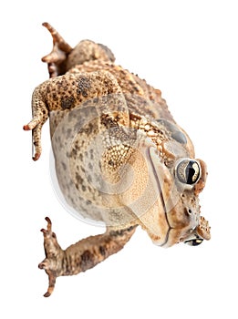 Side view of single gray toad looking up isolated on white background and generated with AI