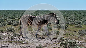 Side view of single plains zebra walking on bush land in Kalahari desert, Etosha National Park, Namibia.