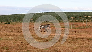 Side view of slowly walking zebra in steppe landscape. Animal in wildlife. Safari park, South Africa