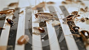 Side view small cockroaches struggling on a catcher