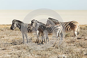 Side view of small herd of plains zebras standing in field during a sunny afternoon