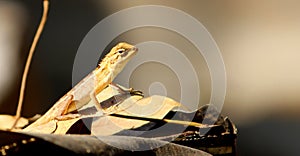 Side view of Small Lizard