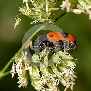 Side view of a small red ant bag beetle on flower