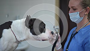 Side view smiling veterinarian standing with stethoscope as curios dog sniffing licking medical equipment. Caucasian