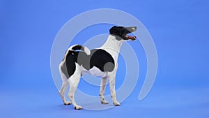 Side view of a smooth fox terrier in the studio on a blue background. The pet stands full length with an open mouth and