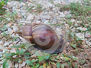 Side view a snell crawling on the field.